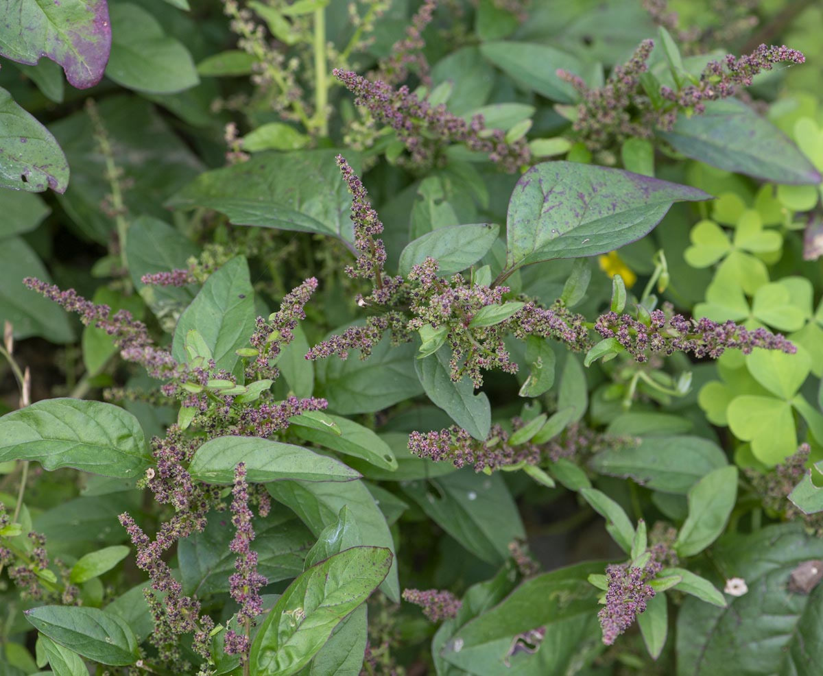 Chenopodium polyspermum